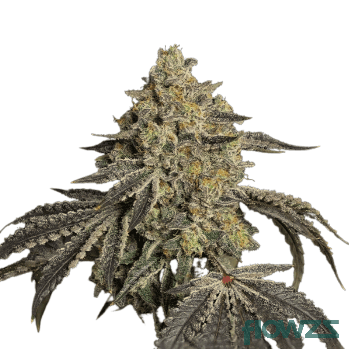 facade-cannabis-strain