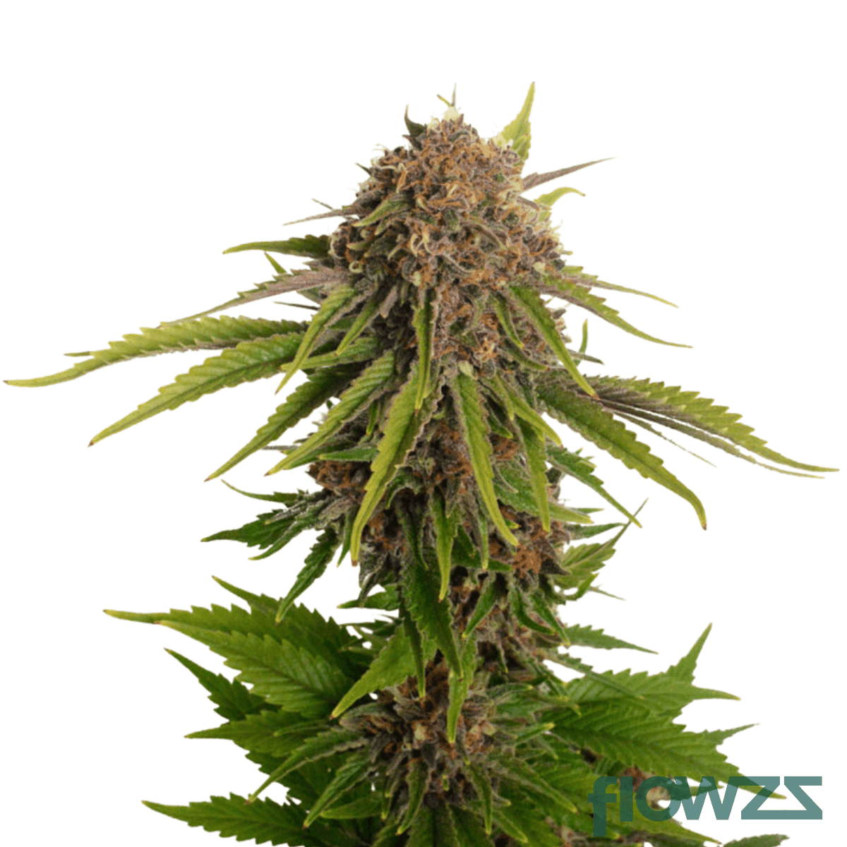 king-kush-cannabis-strain