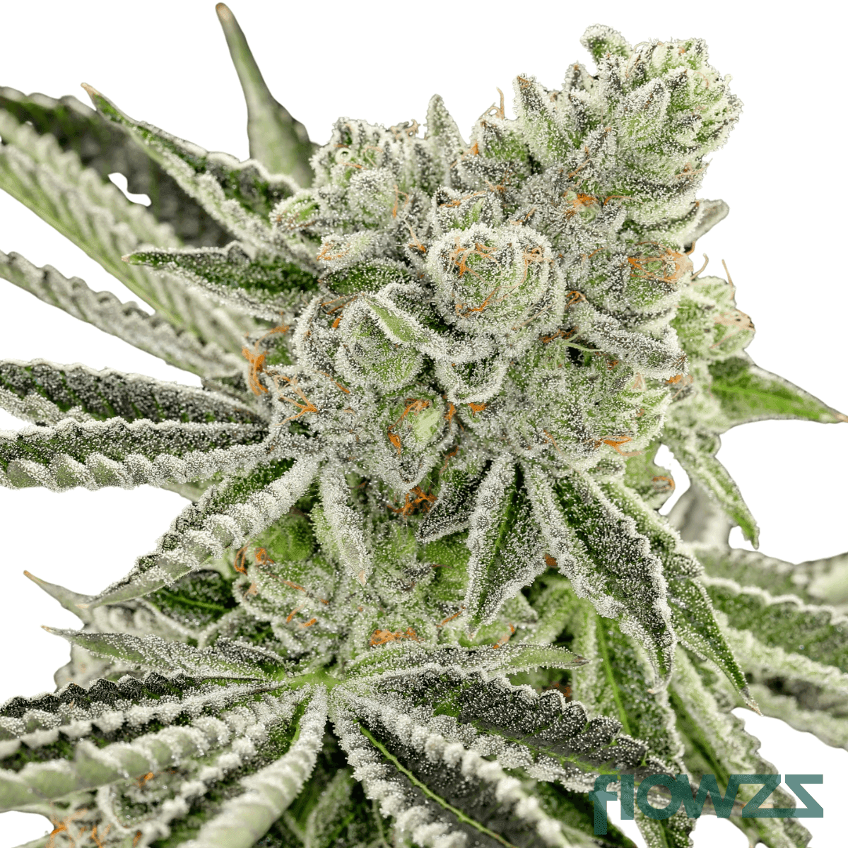 sour-pie-cannabis-strain