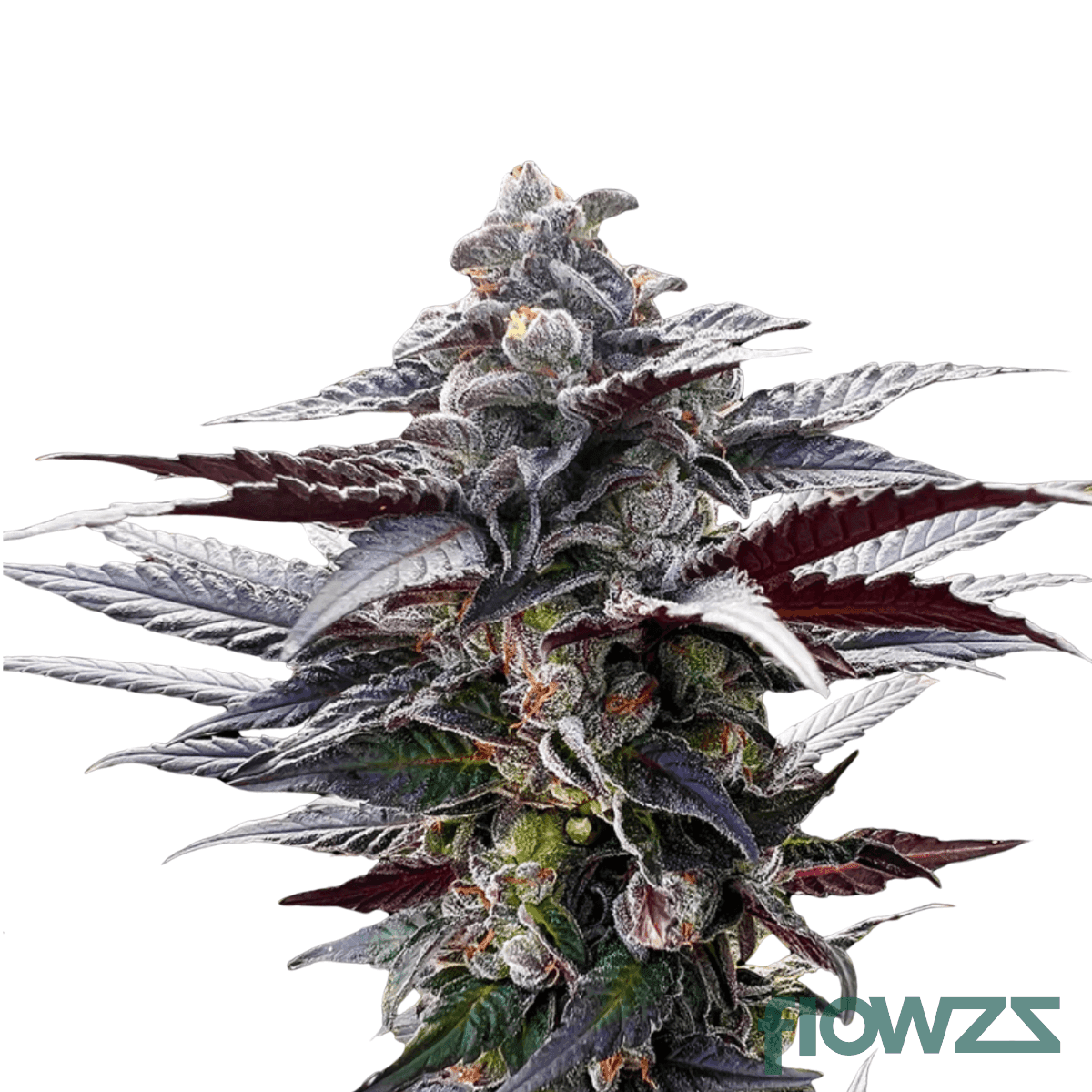 sunset-strudel-cannabis-strain