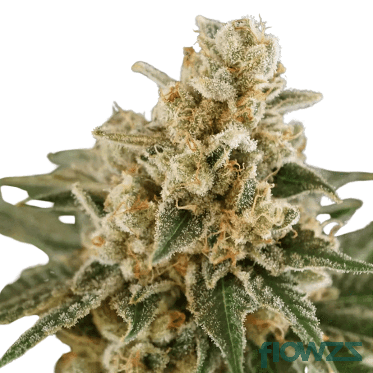 orangina-2-0-cannabis-strain