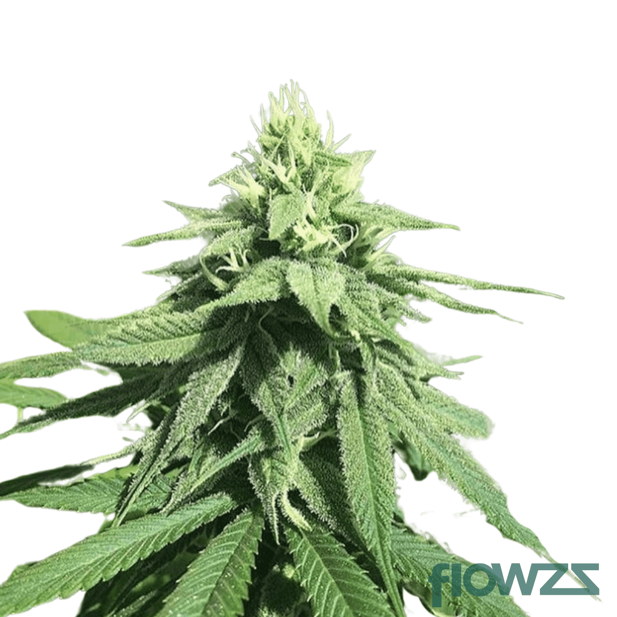 casey-jones-cannabis-strain