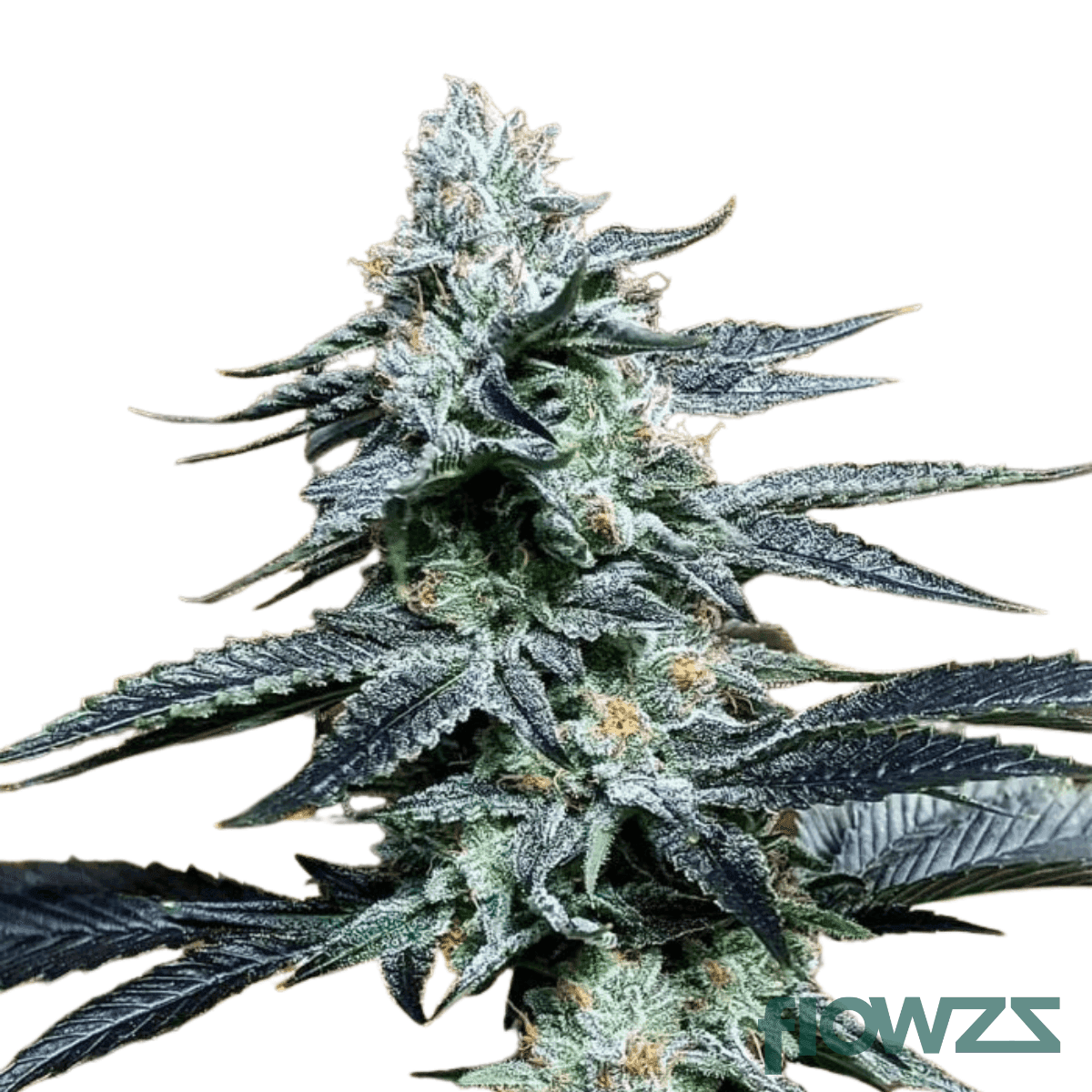 rainbow-dawg-cannabis-strain