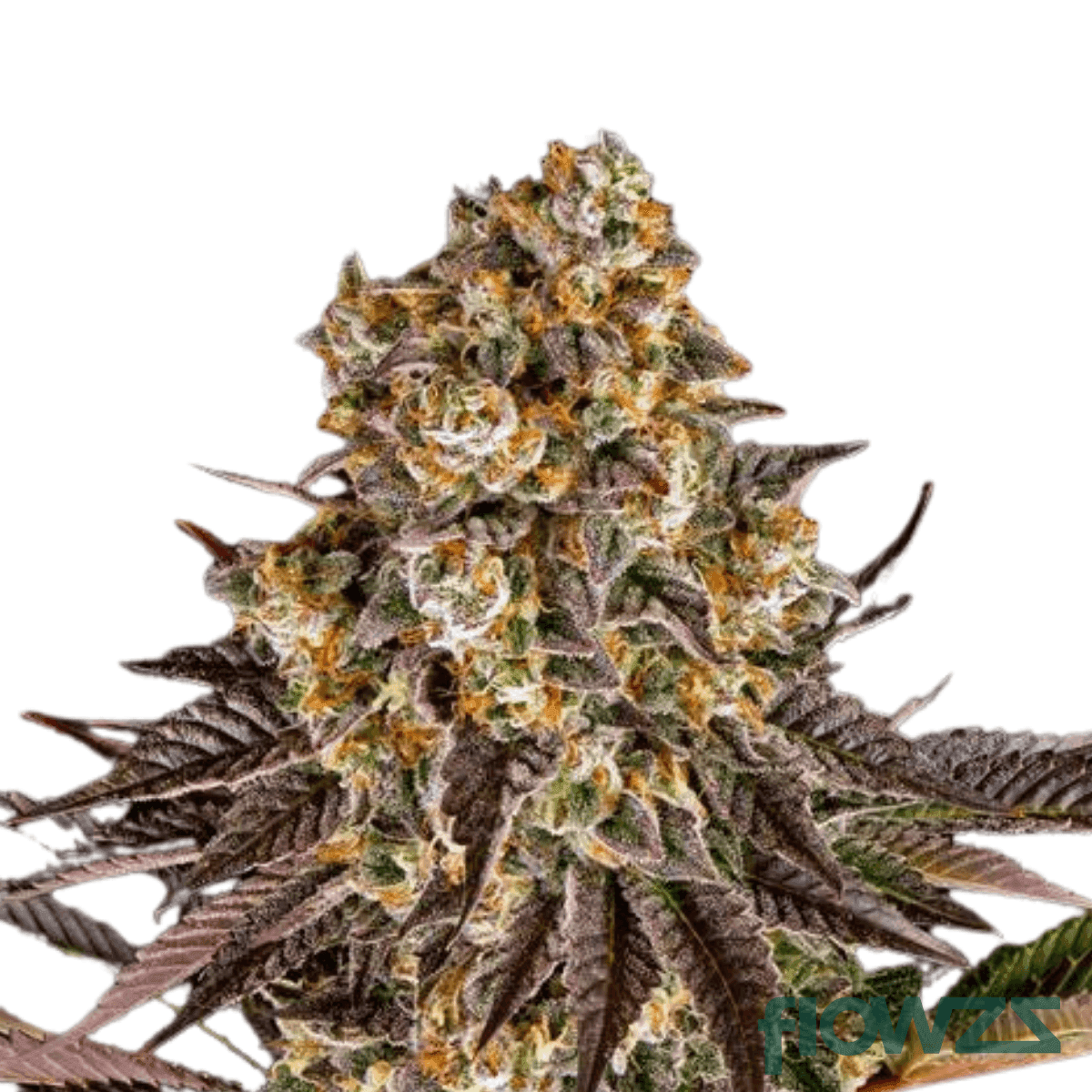 iberian-icecream-35-gelato-cannabis-strain