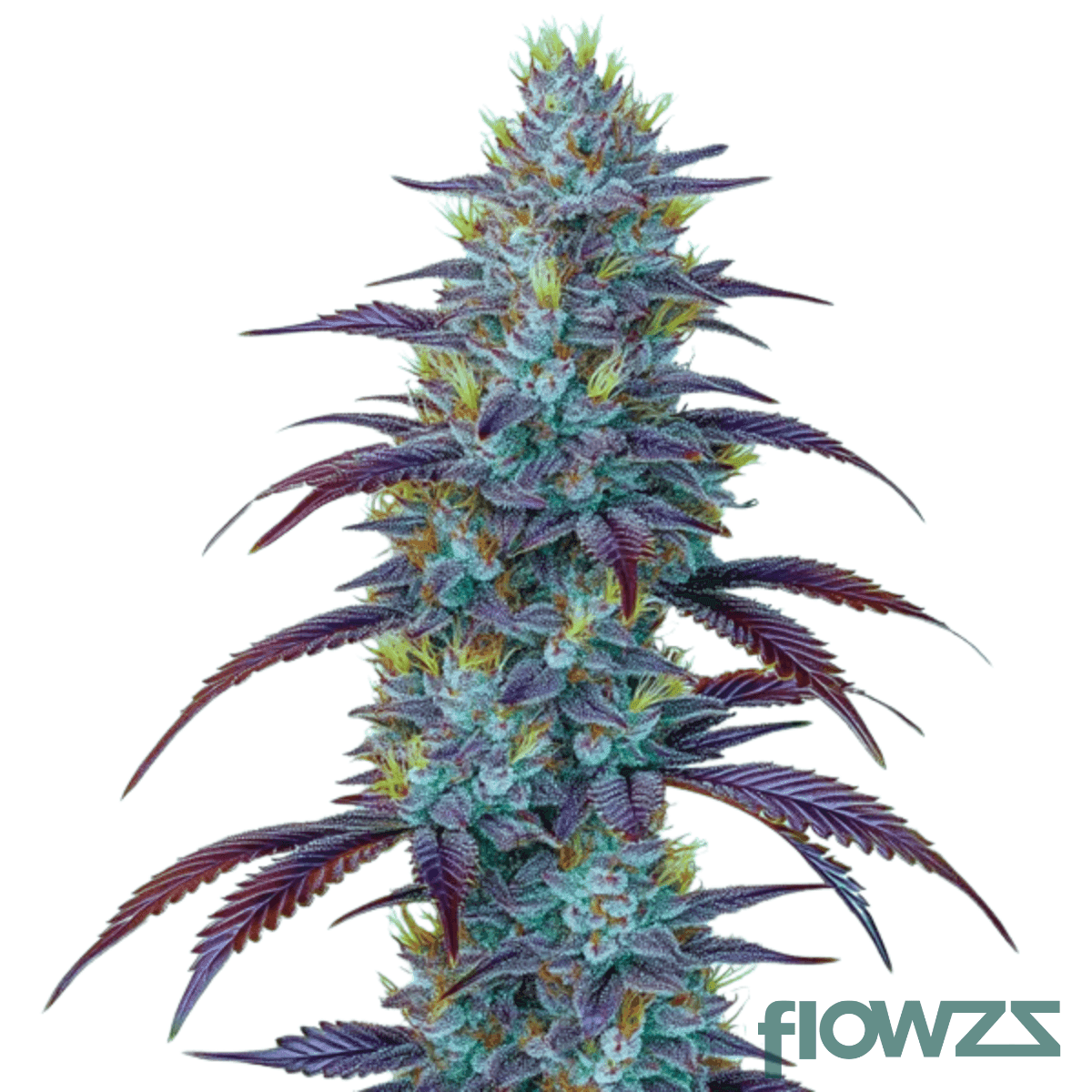 midnight-mimosa-cannabis-strain