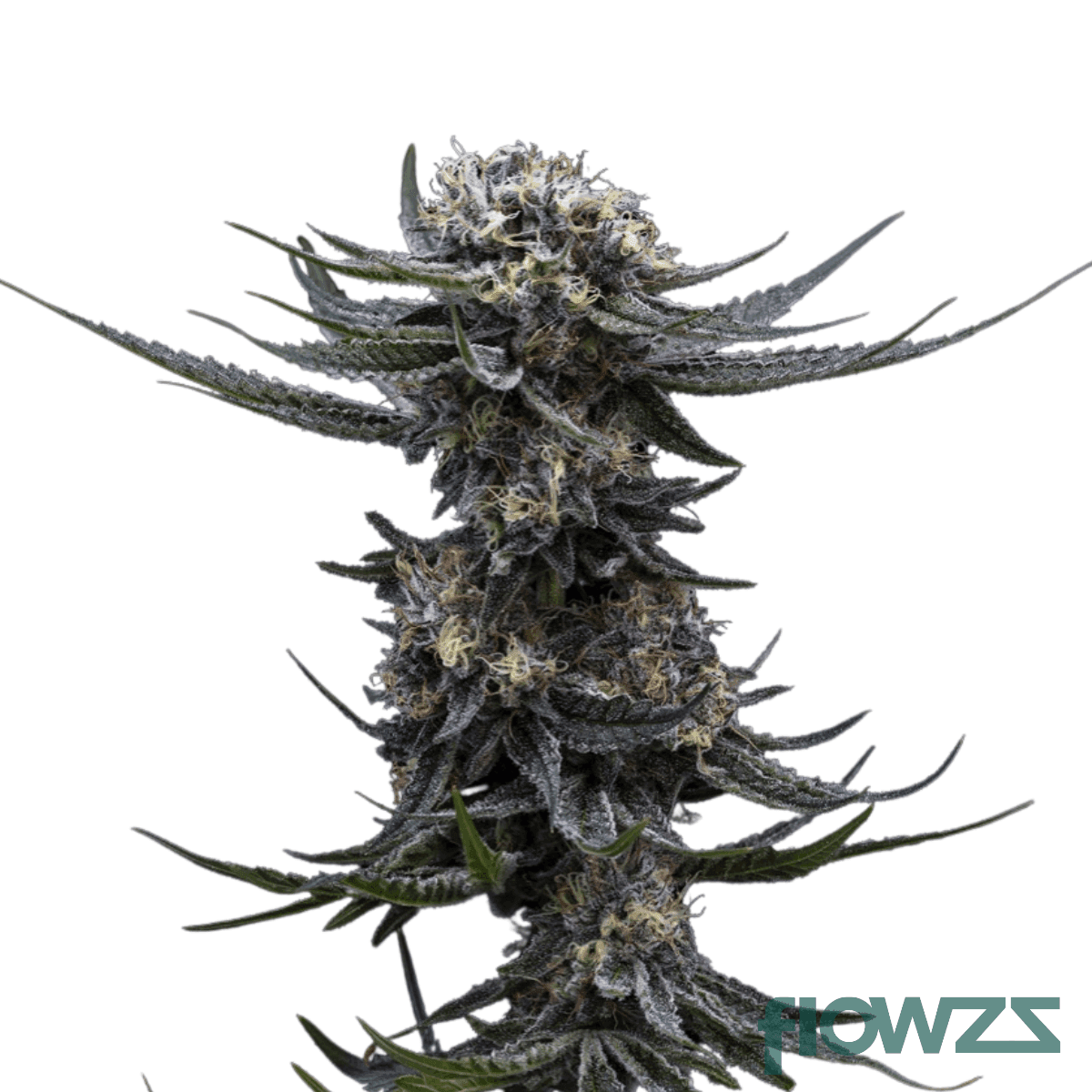 zurple-syrup-cannabis-strain