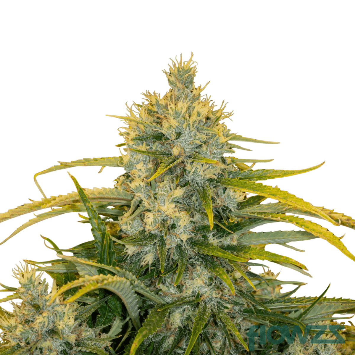 golden-gauth-cannabis-strain