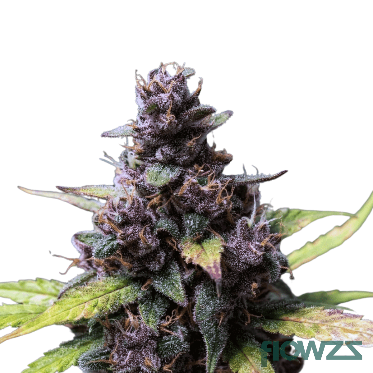 creamy-gas-cannabis-strain