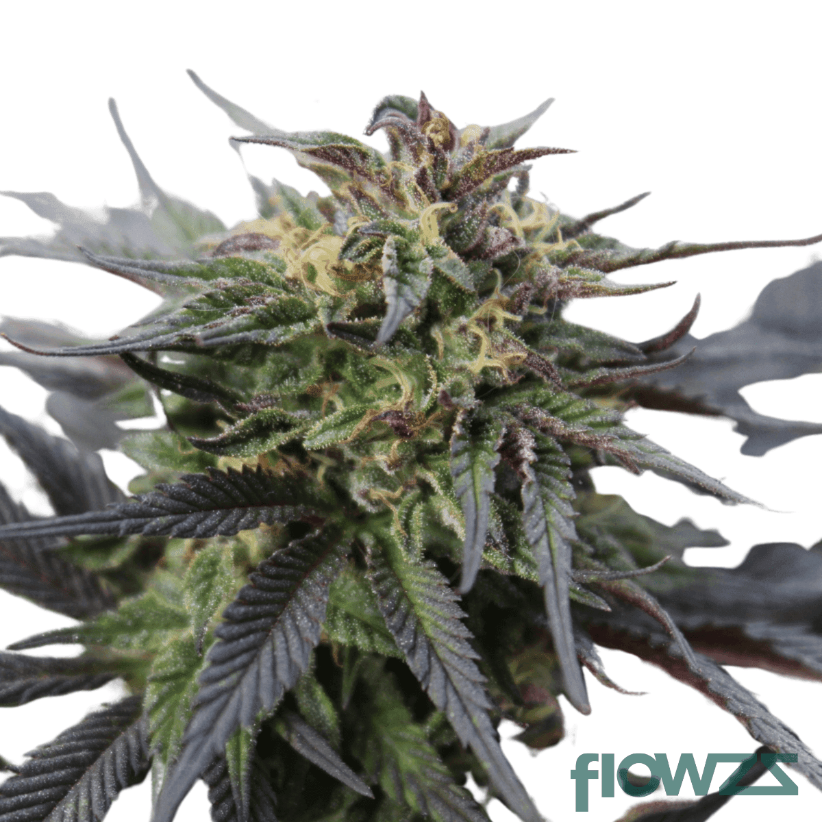 clownz-cannabis-strain