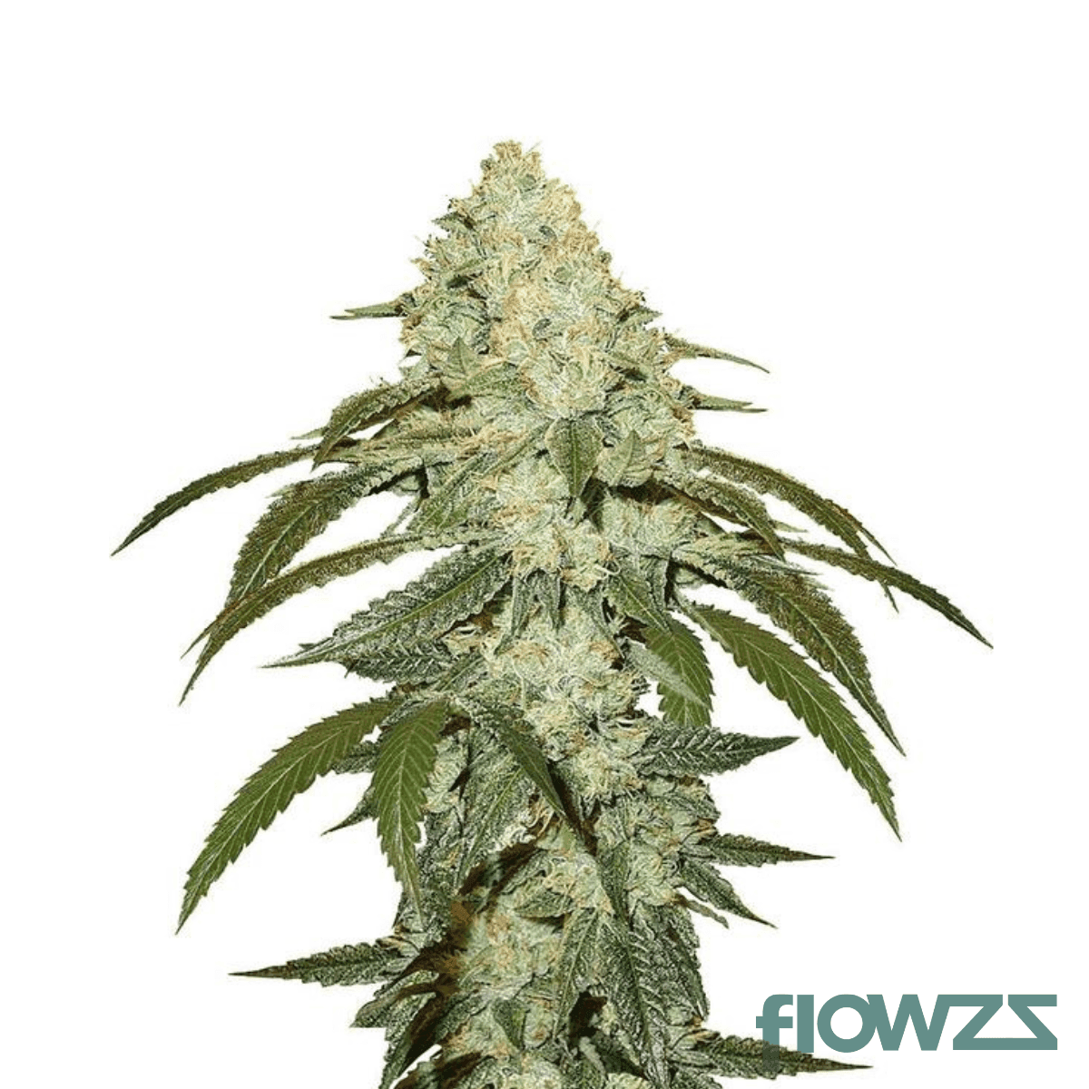 egoist-cannabis-strain