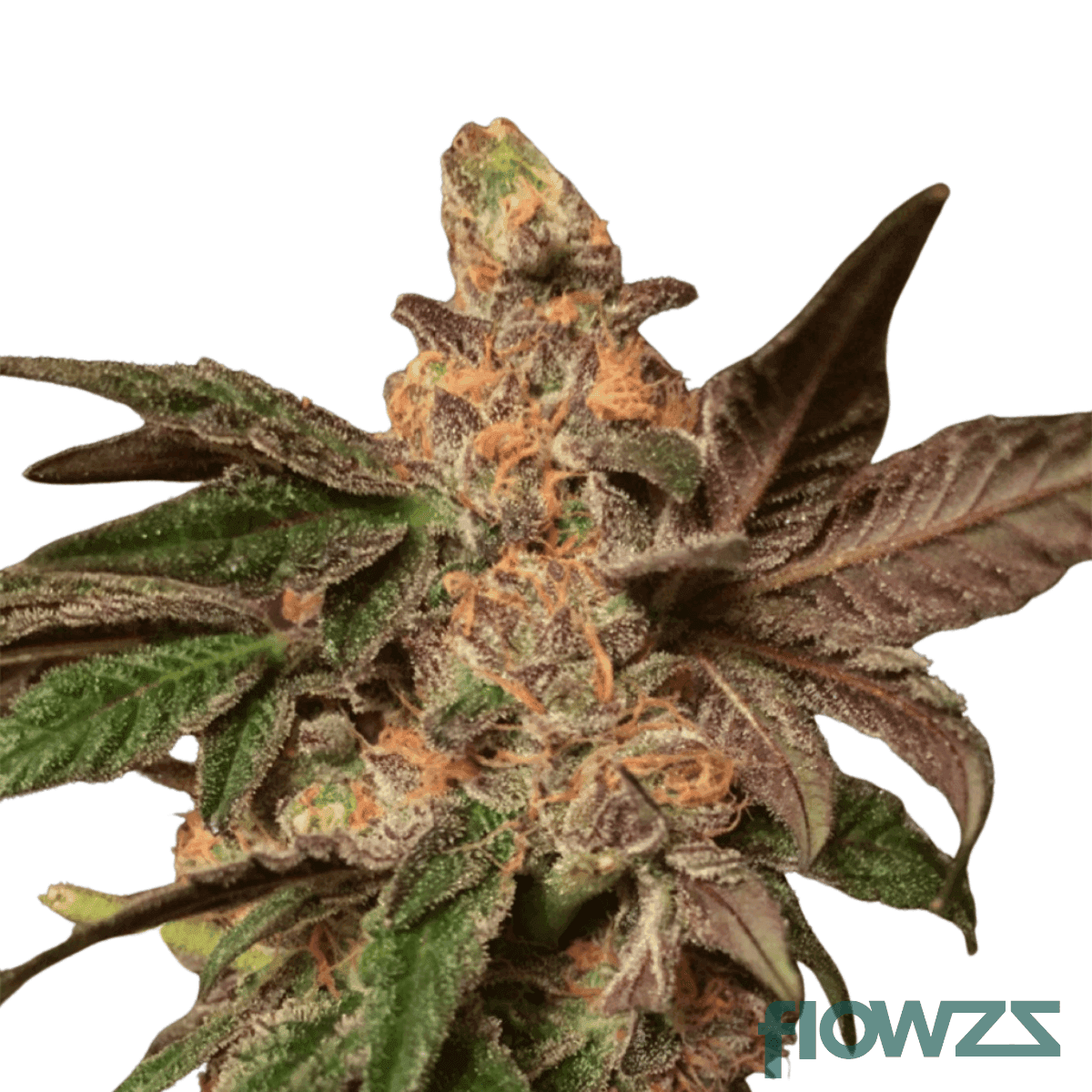 cookie-dough-cannabis