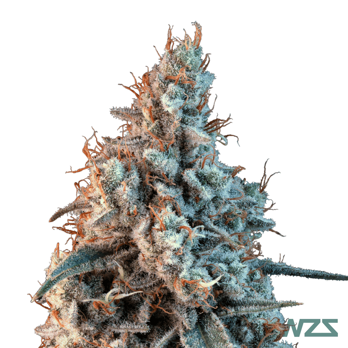 sour-beach-cannabis-strain