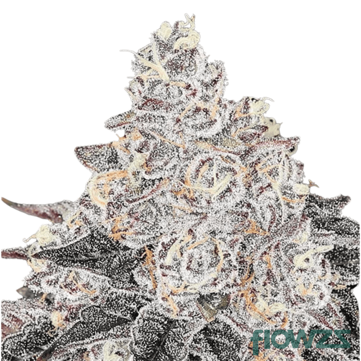 frozen-black-cherry-cannabis-strain