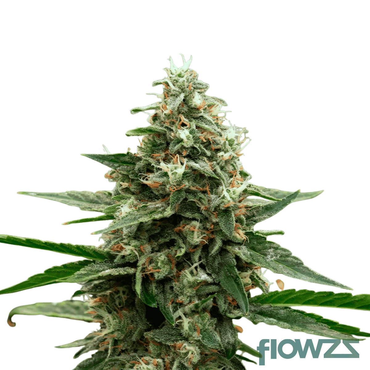 hawaiian-faanta-cannabis-strain