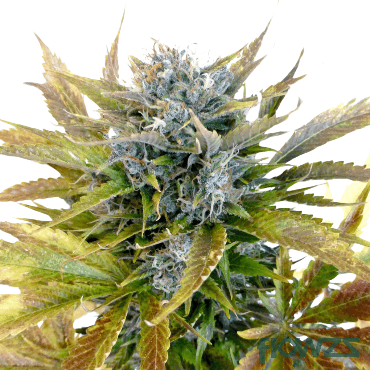 super-berry-cannabis-strain