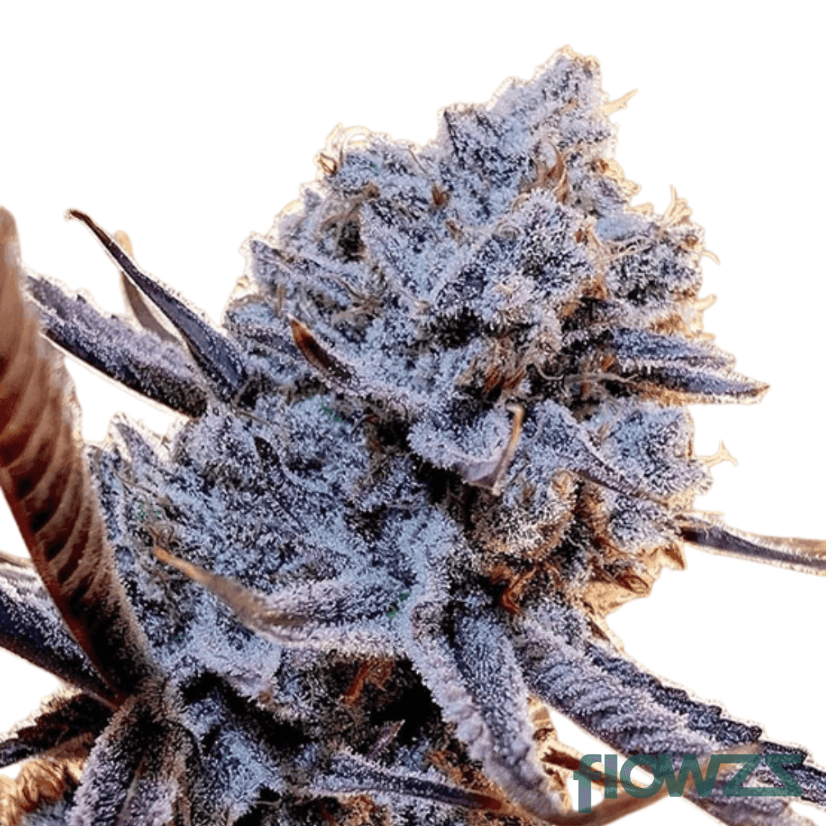 pink-lilac-cannabis-strain