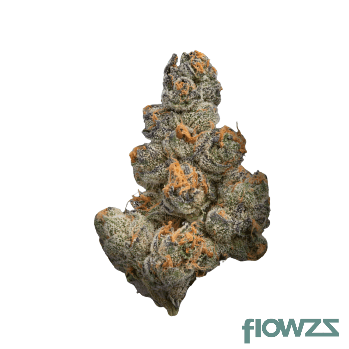 mgf-purple-babo-26-1-grapple-pie