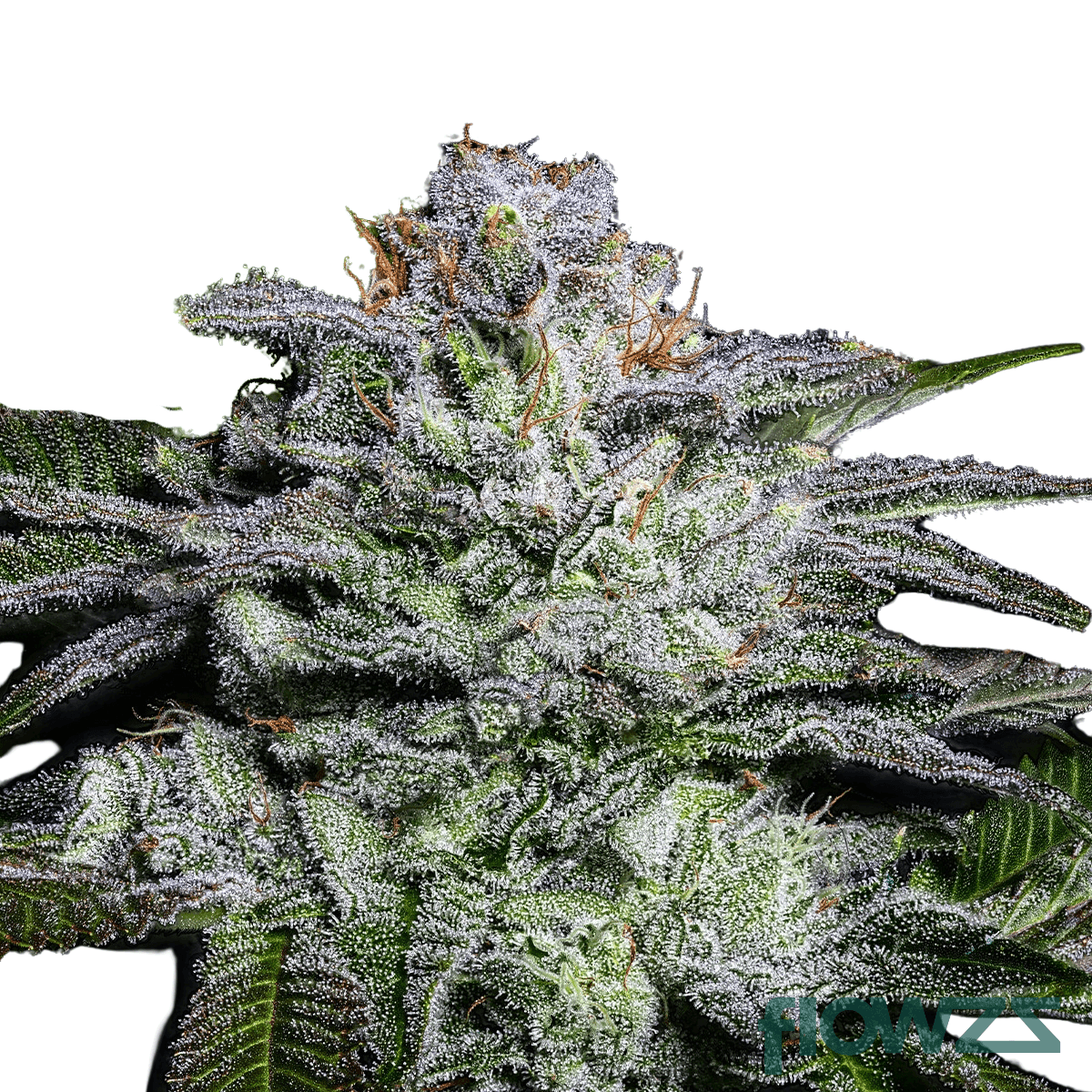 slurricane-pancakes-runtz-cannabis-strain