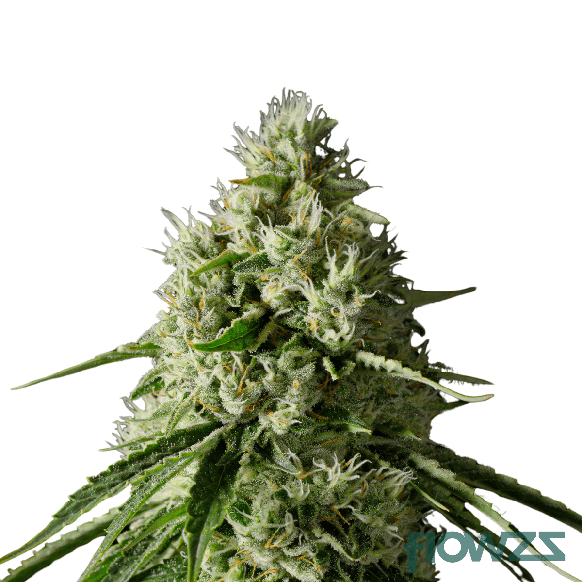 white-poison-cannabis-strain