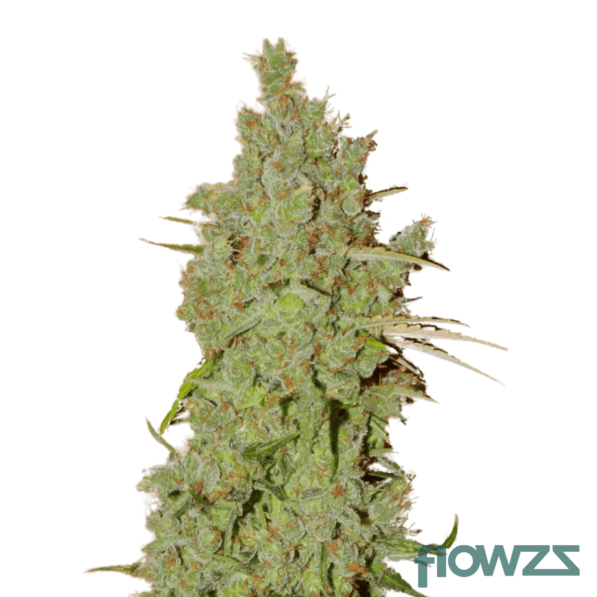 amnesia-cannabis-strain