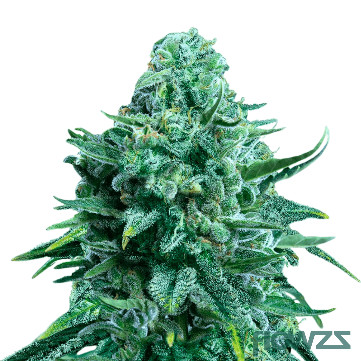 forbidden-lolly-cannabis-strain