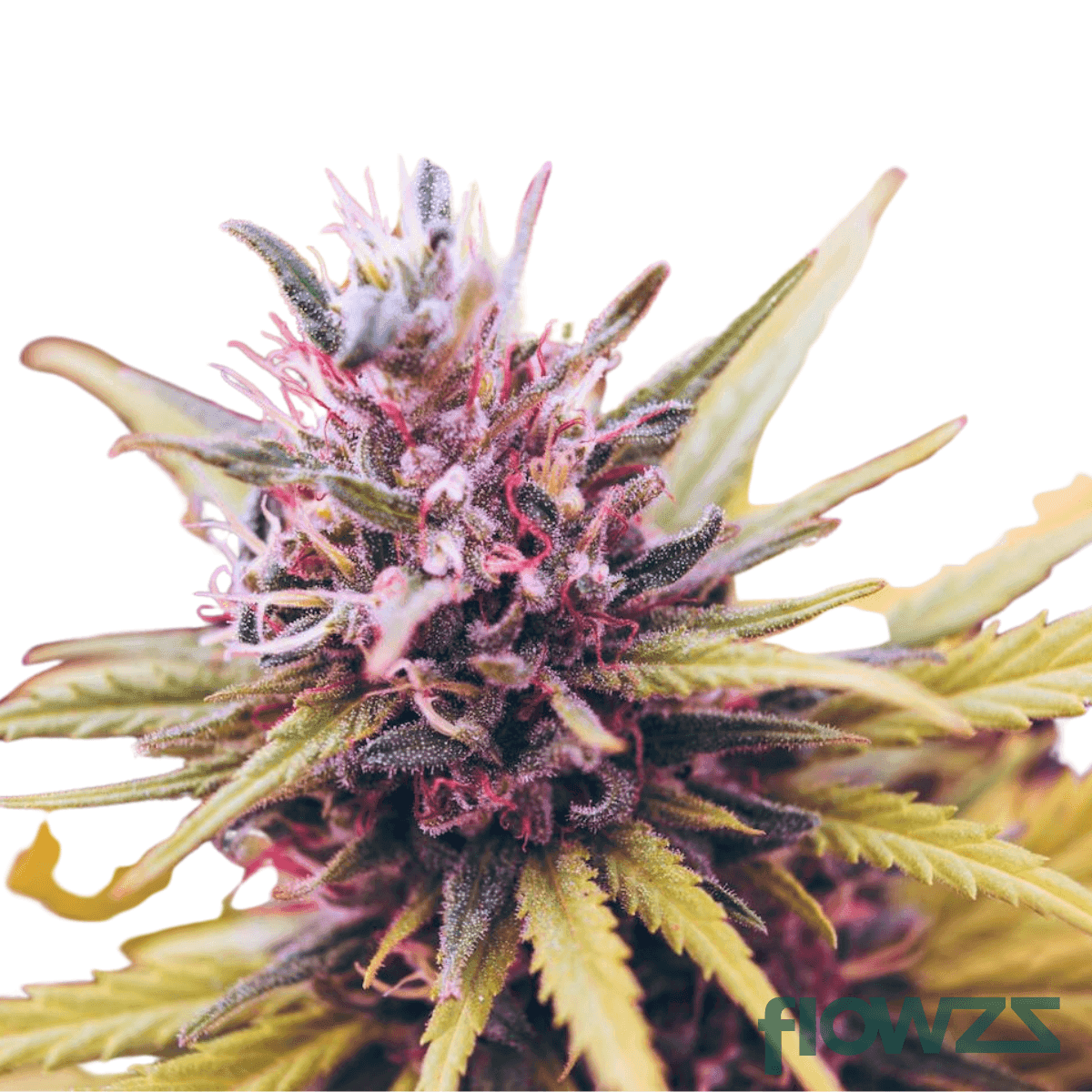 poison-kush-cannabis-strain