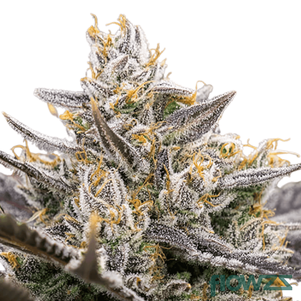 mad-berry-cannabis-strain