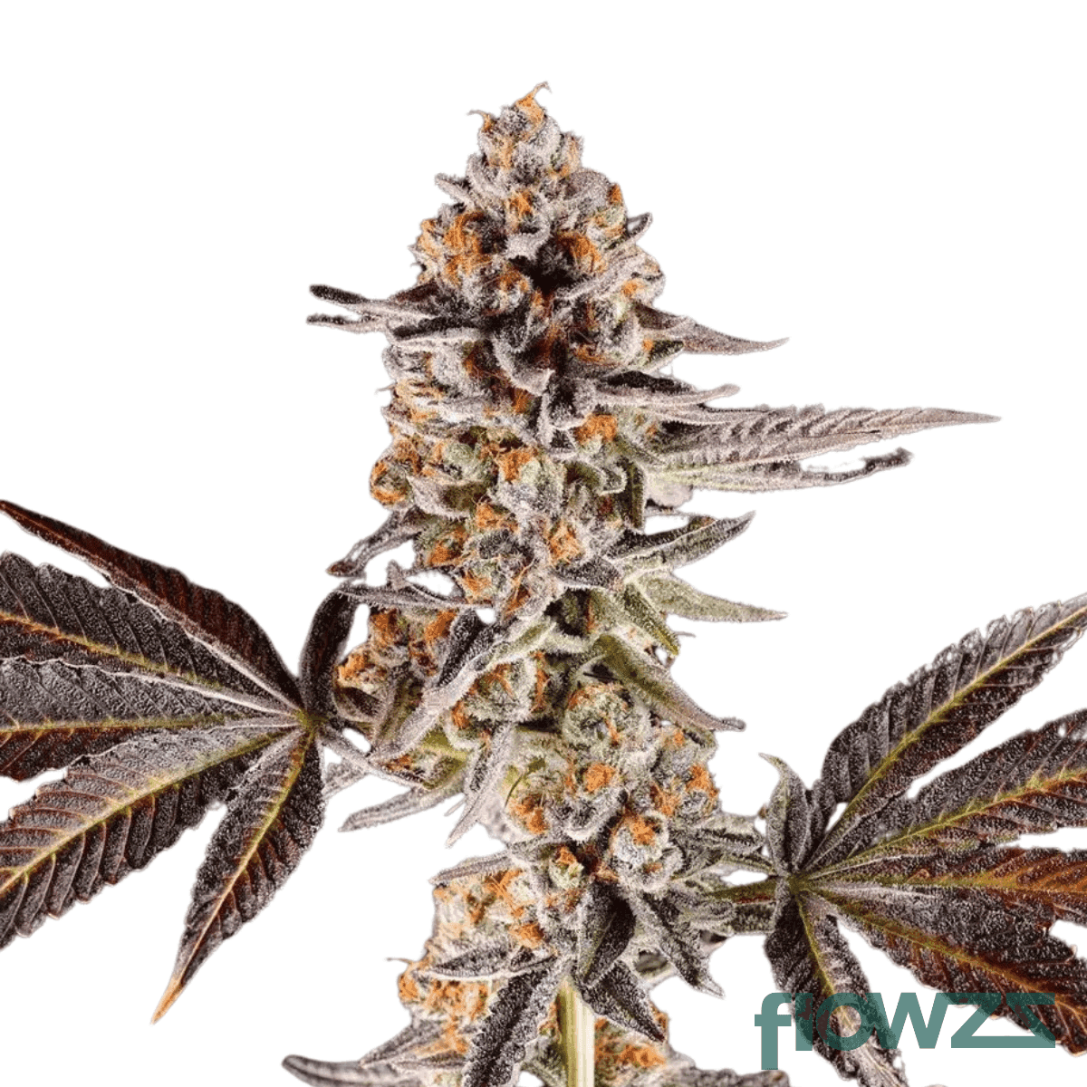 wedding-cake-jet-fuel-gelato-cannabis-strain