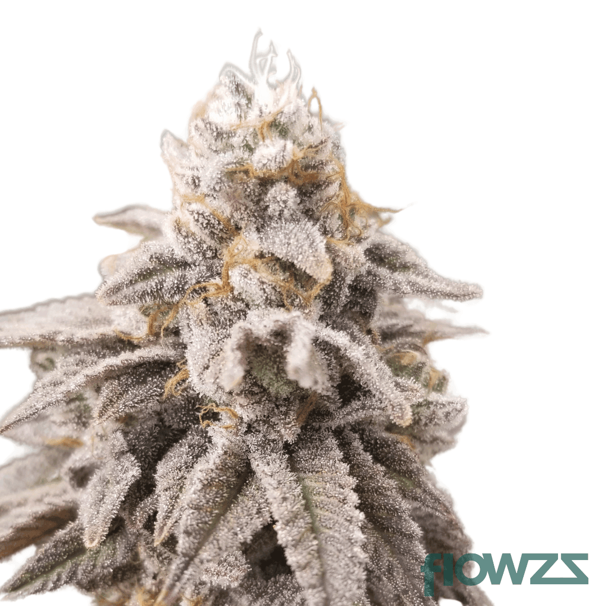 jet-fuel-pie-cannabis-strain