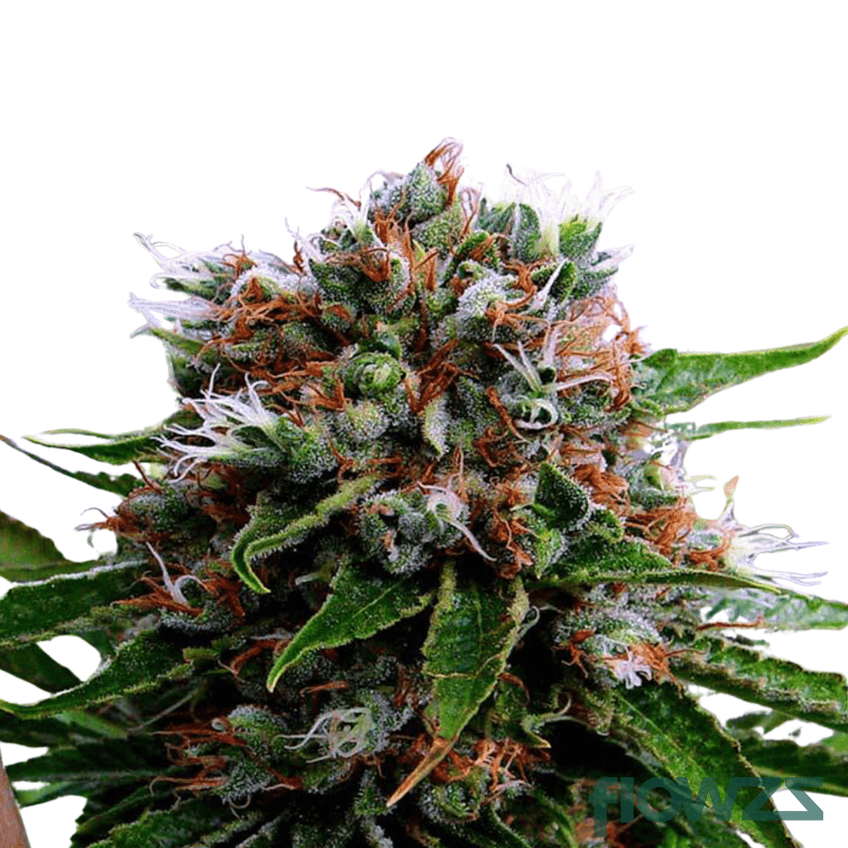 pulsar-cannabis-strain