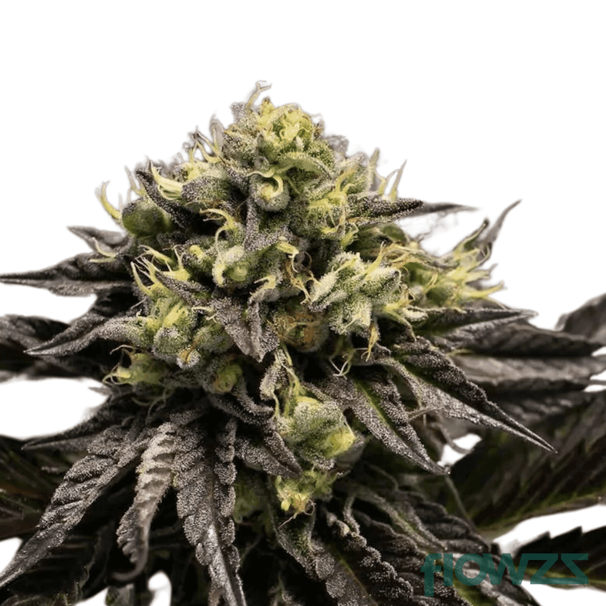 rainbow-lava-cannabis-strain