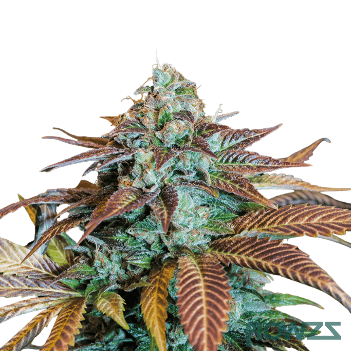 Lemon-diamond-OG-cannabis-strain