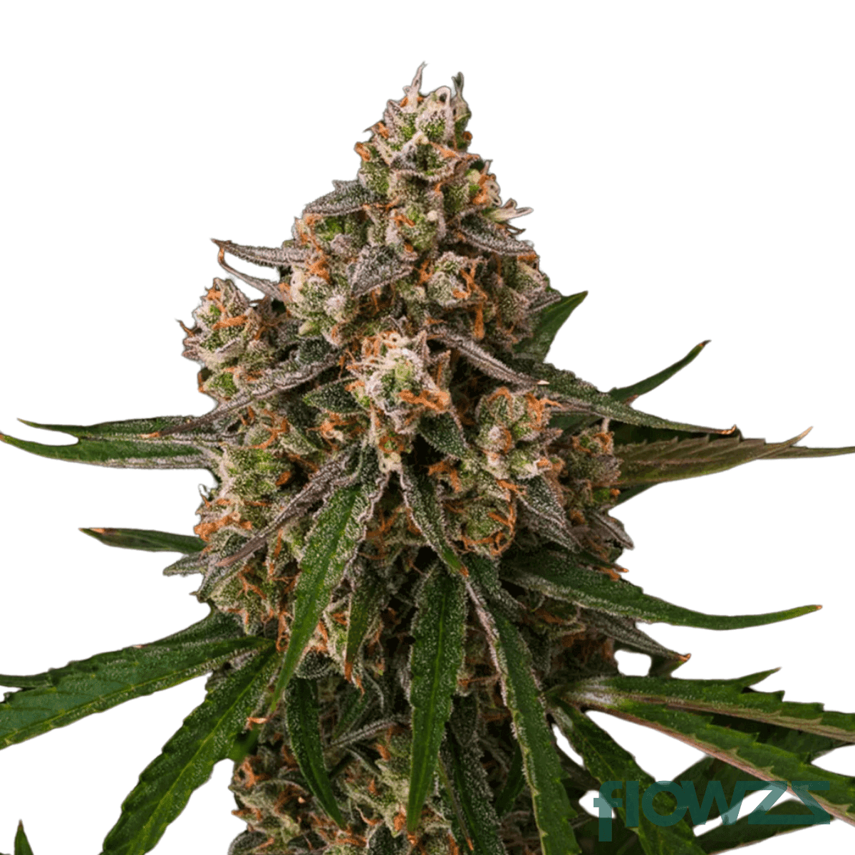 dayglow-cannabis-strain