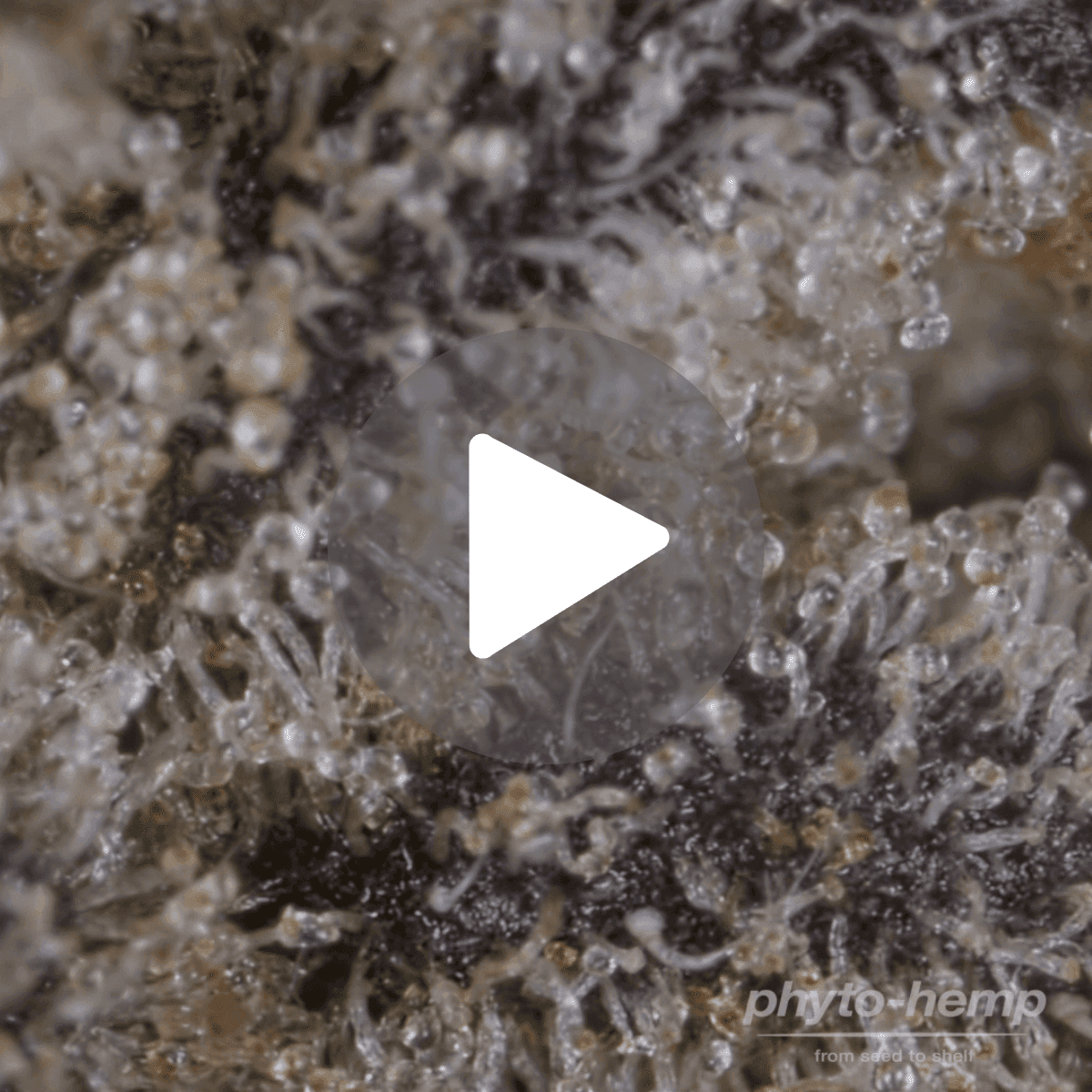 phyto-hemp-phcc-20-1-cherry-cookies_video_play