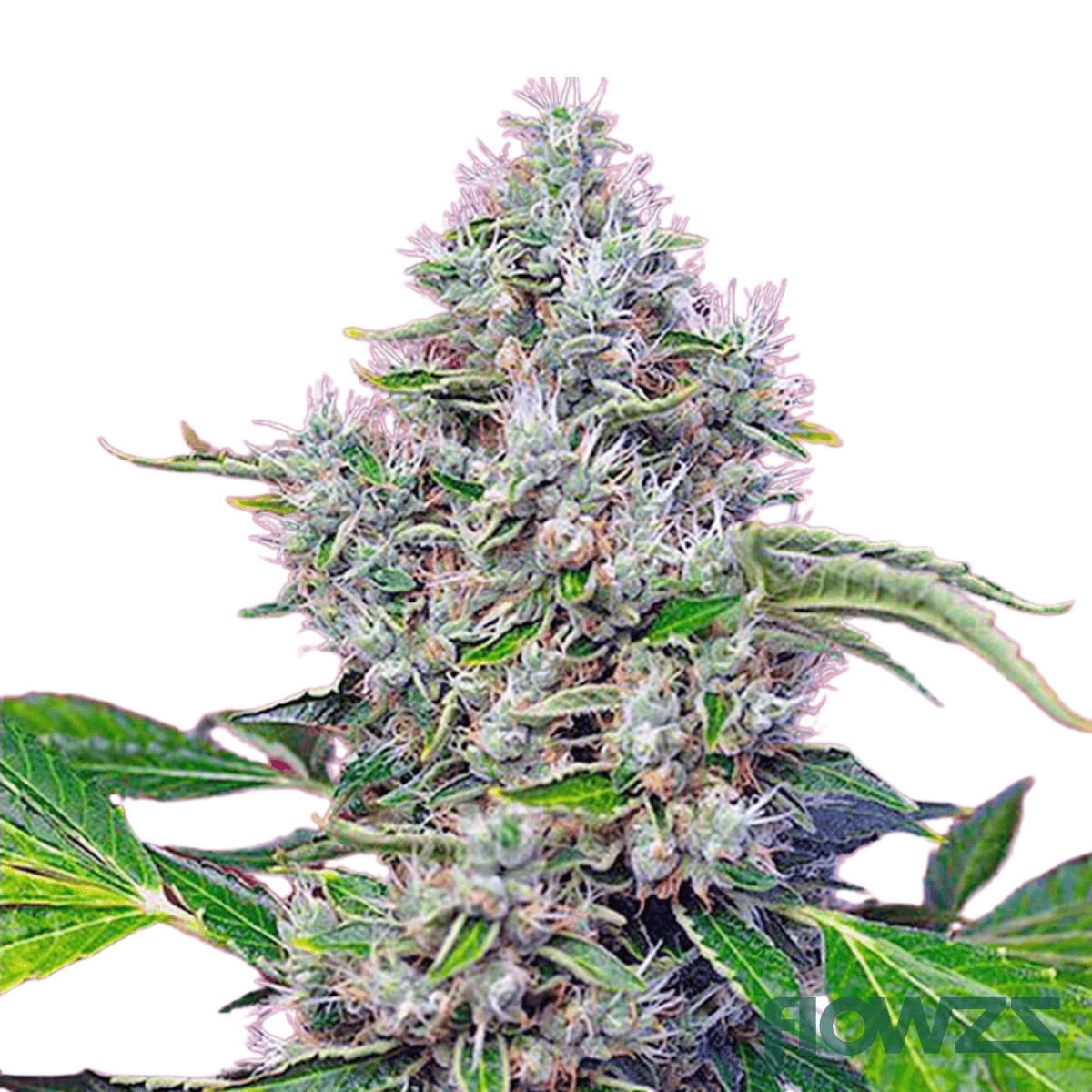 indigo-swan-cannabis-strain