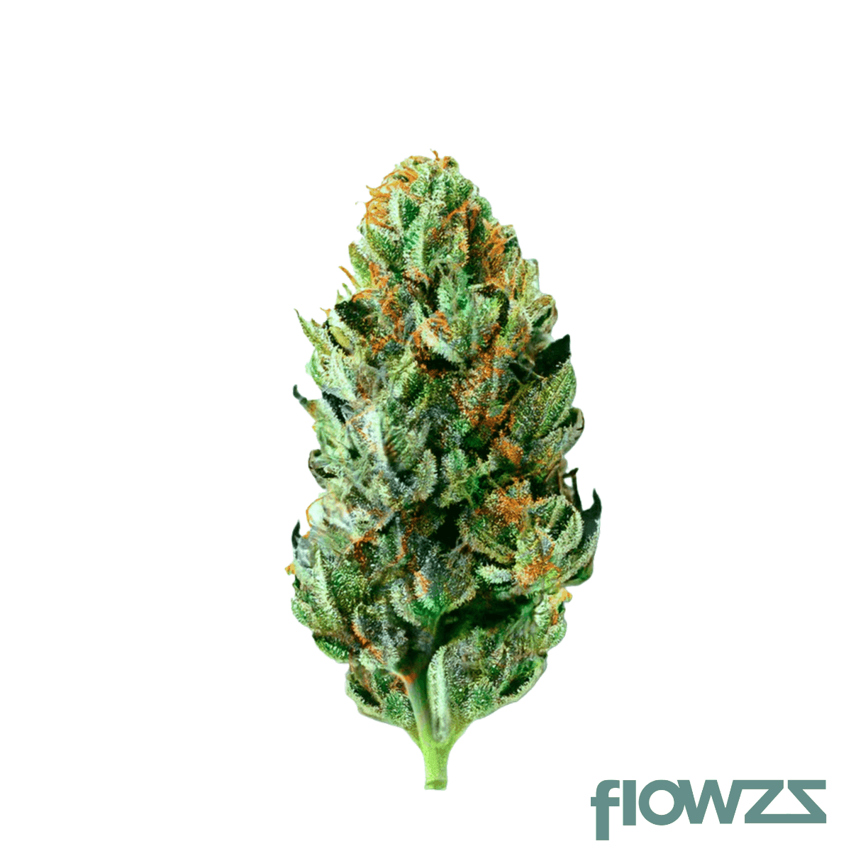 canymed-bc-24-1-pollux-green-pump