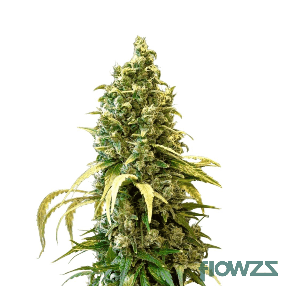 acapulco-gold-cannabis-strain