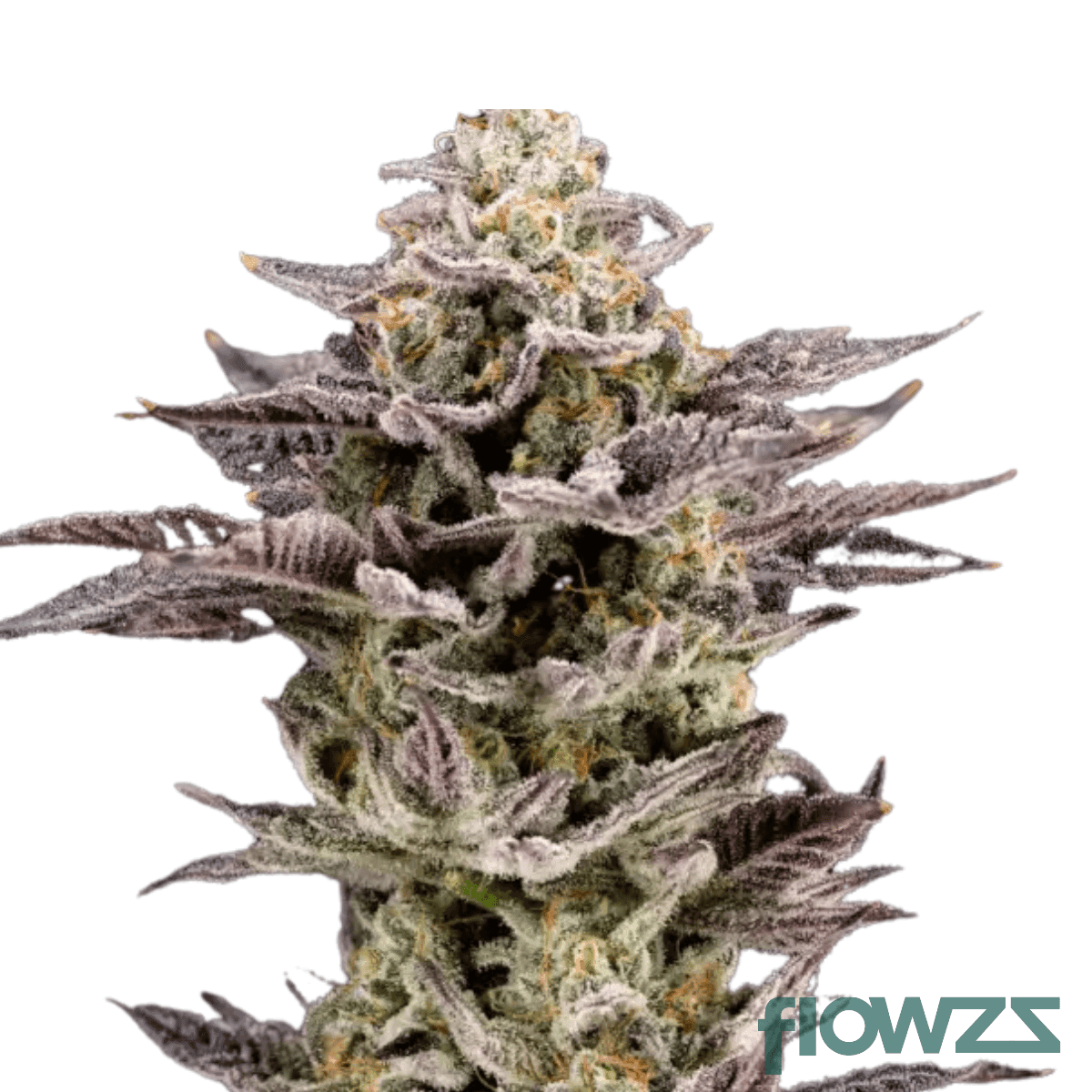 busy-animal-cannabis-strain