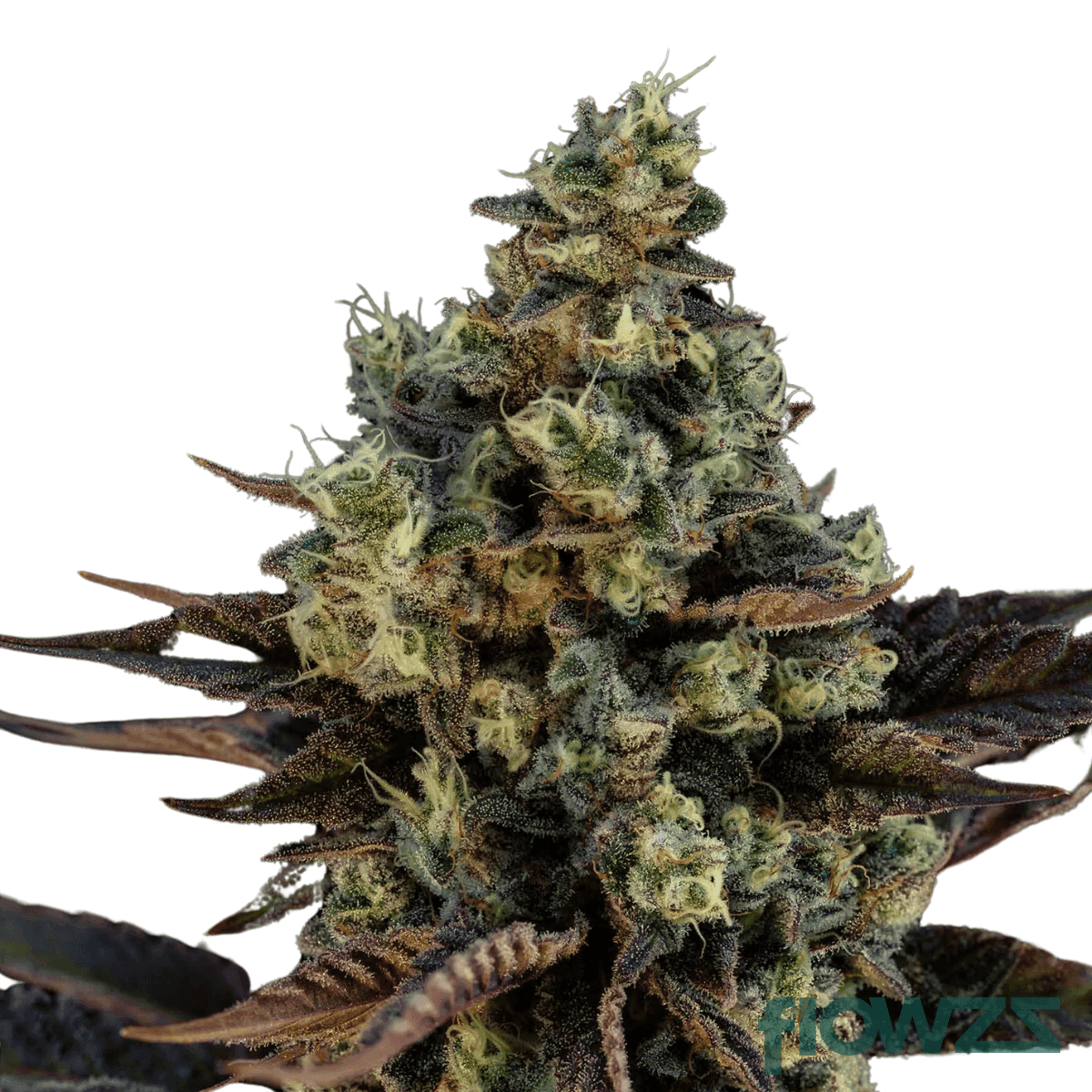 crunch-berries-cannabis-strain