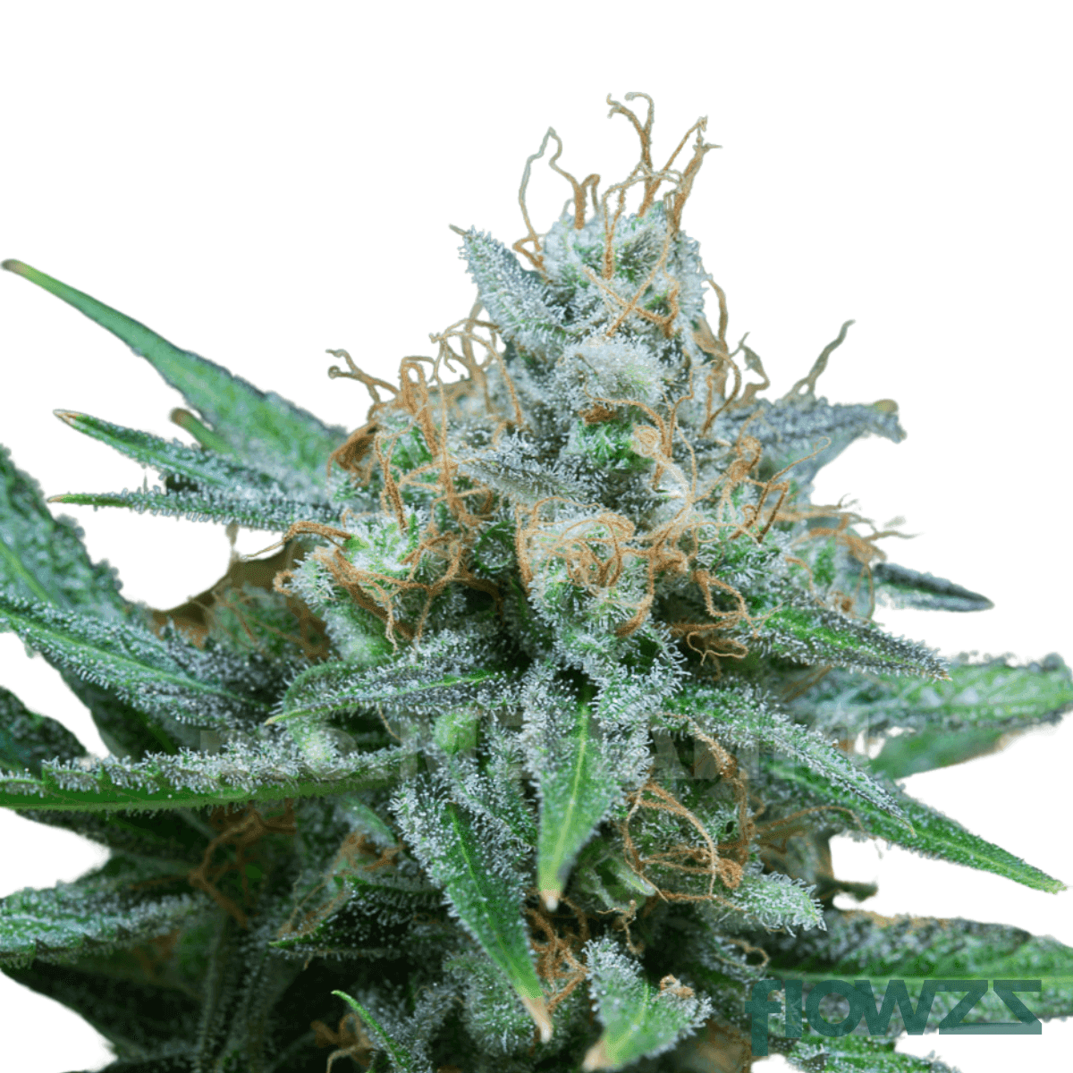 aconcagua-haze-breath-cannabis-strain