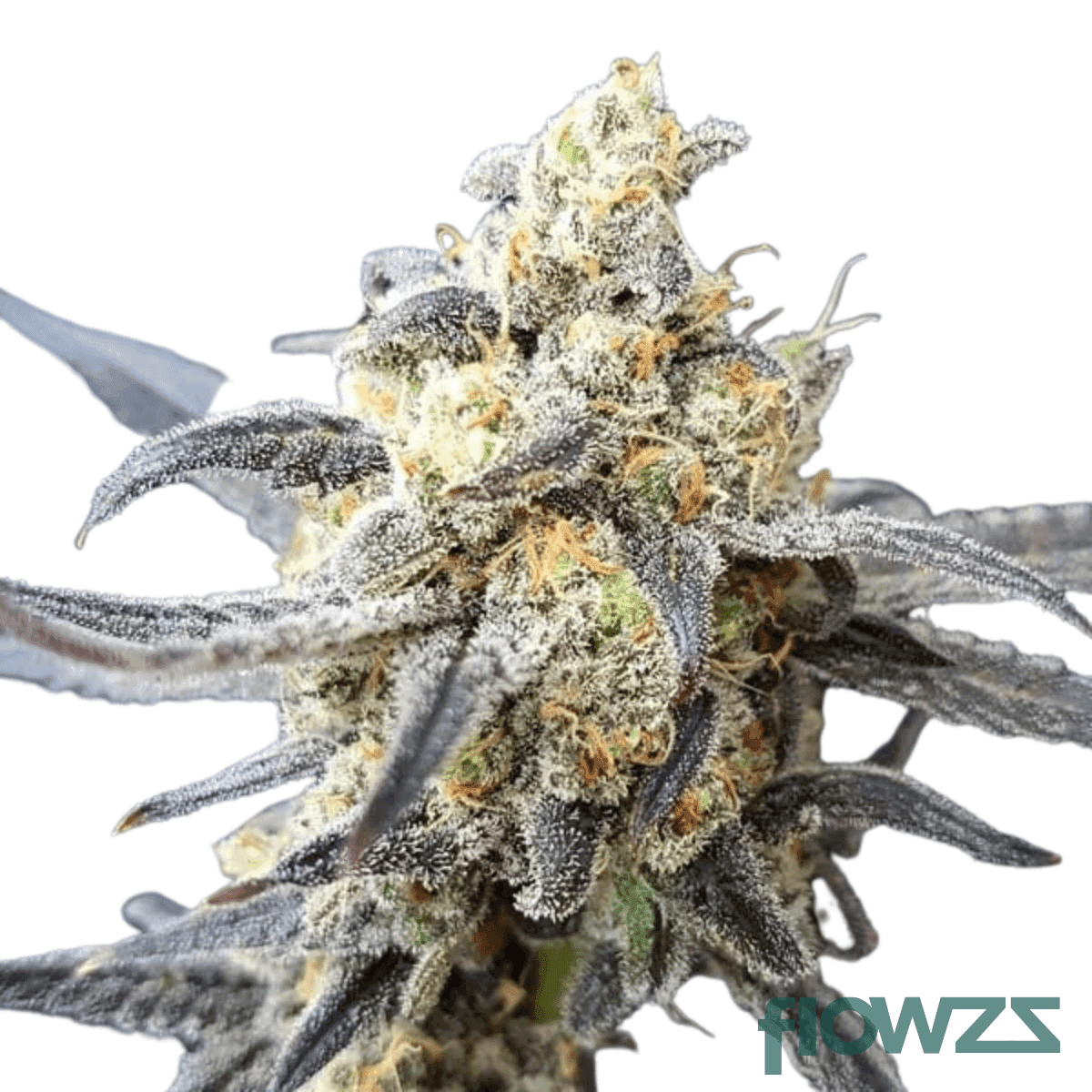 godberry-cannabis-strain