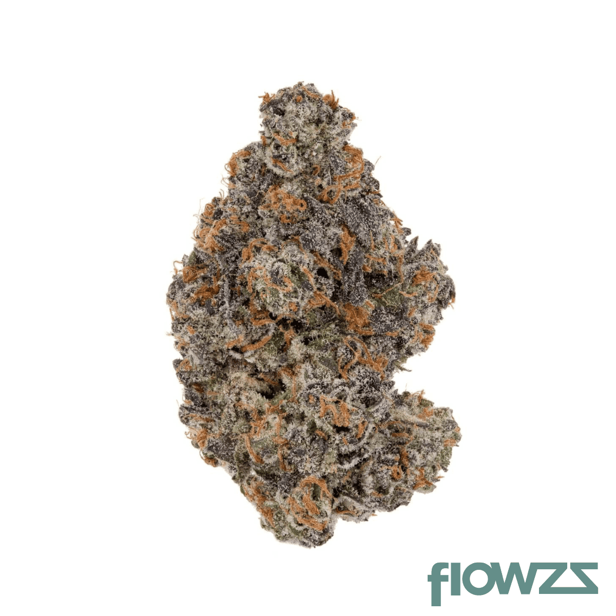 medicus-24-1-evs-godfather-biscotti