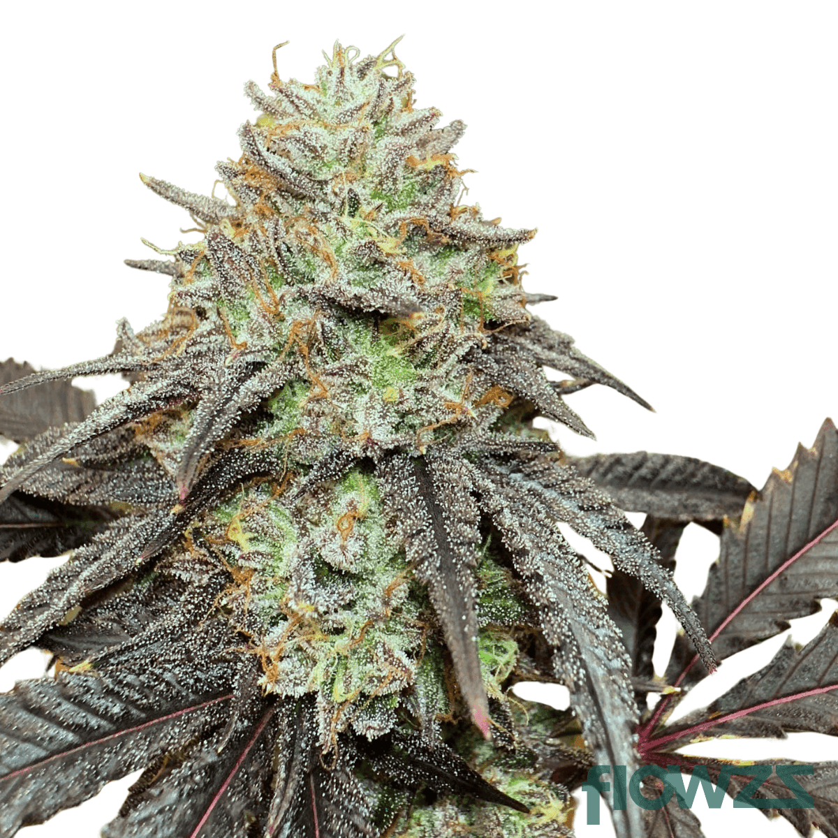 lemon-cherry-gelato-cannabis-strain