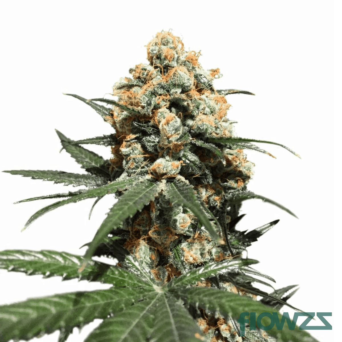 citrus-spritz-cannabis-strain