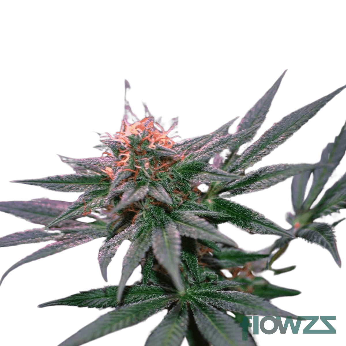 blue-monkey-cannabis-strain