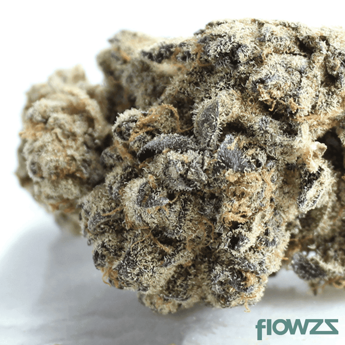 grünhorn-sck-27-1-scottis-cake