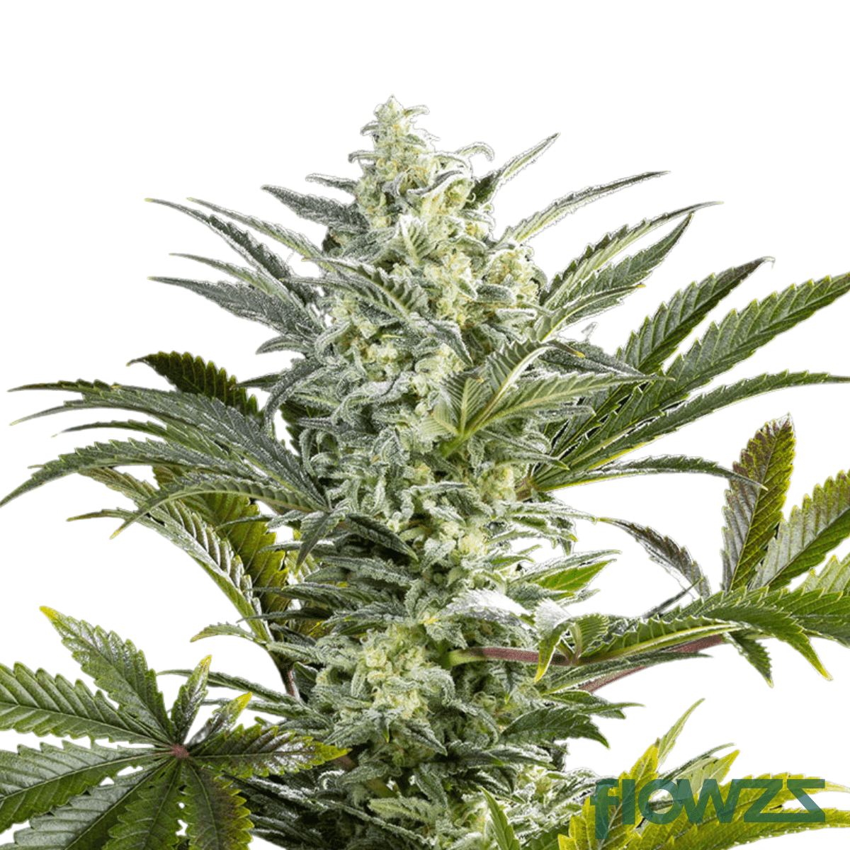 blue-slushie-cannabis-strain