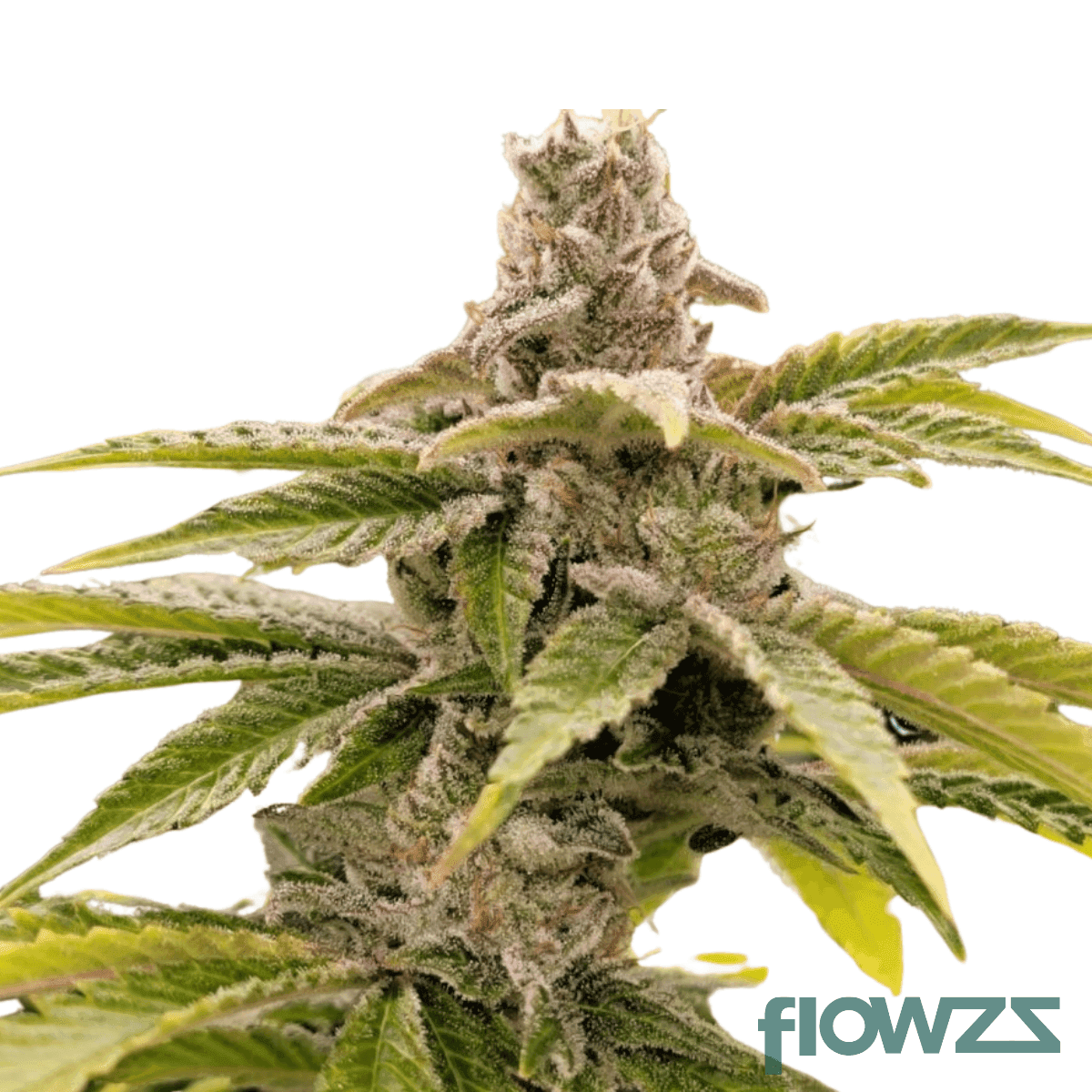 strawberry-guava-cannabis-strain