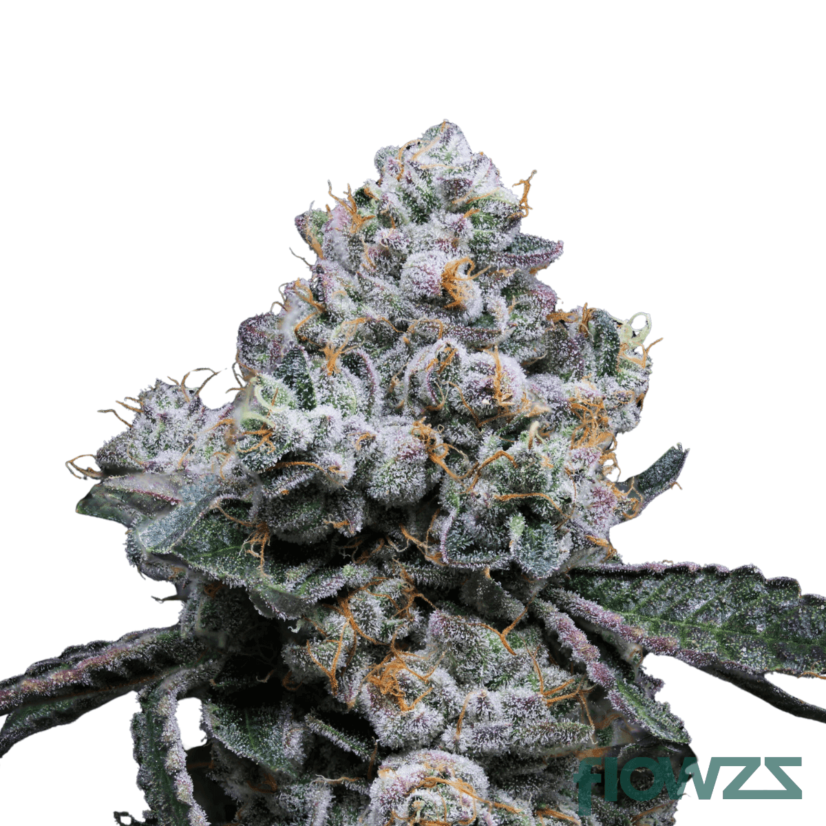 Triangle-Kush-Animal-Mints-cannabis-strain