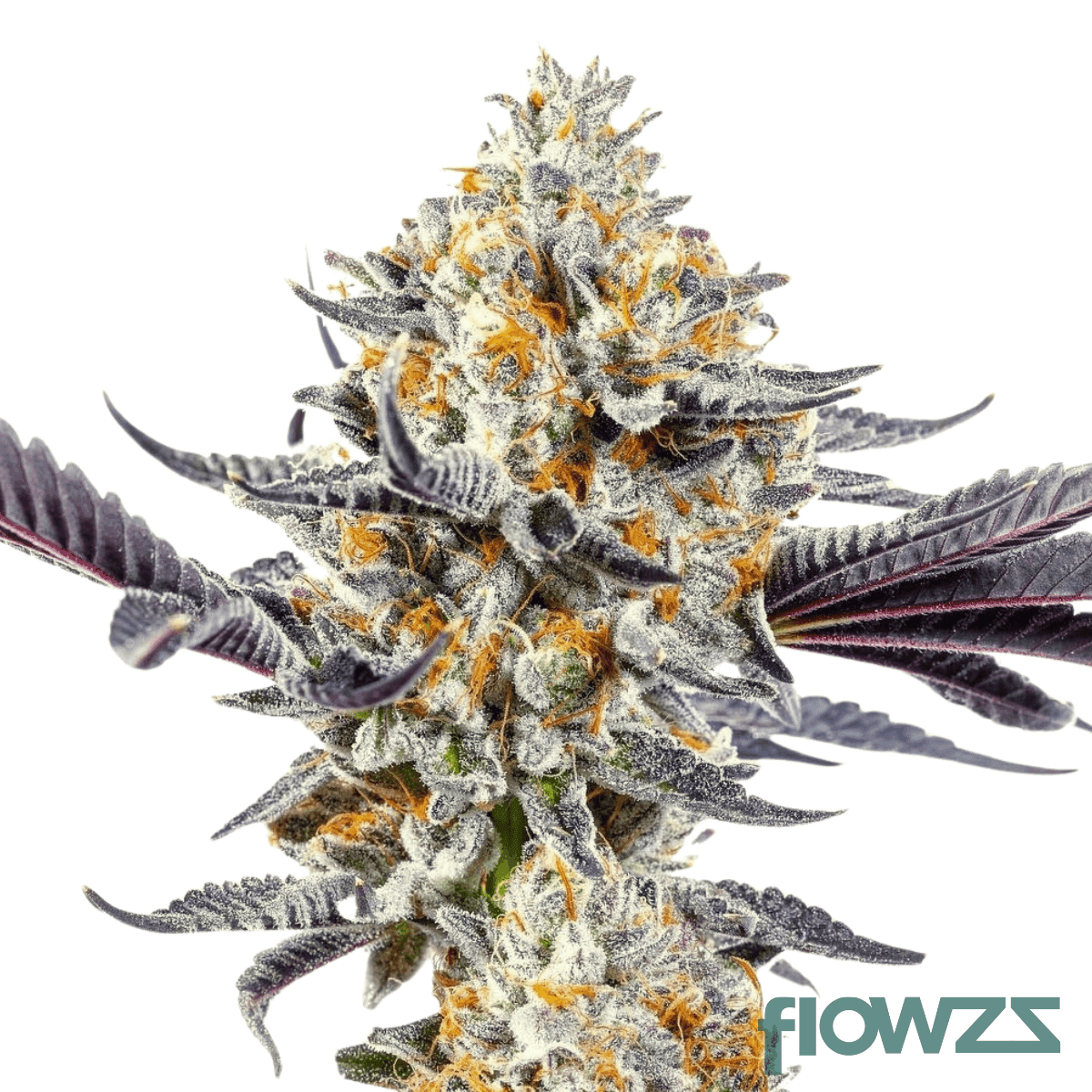 cherry-dosidos-strain